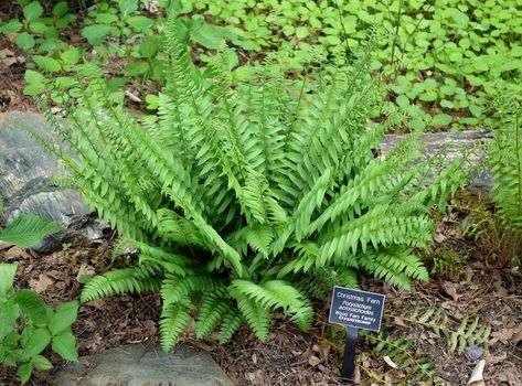 GardenSmart :: ARTICLES :: Christmas Fern Christmas Fern, Evergreen Ferns, Ferns Care, Deer Resistant Perennials, Long Blooming Perennials, Hummingbird Plants, Deer Resistant Plants, Sun Perennials, Fragrant Plant