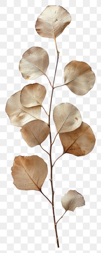 Elegant dried eucalyptus branch | free image by rawpixel.com / Boom Dried Flowers Png, Dry Tree, Dried Eucalyptus, Eucalyptus Branches, Texture Graphic Design, Flowers Png, Brown Flowers, Branch Decor, Tree Art