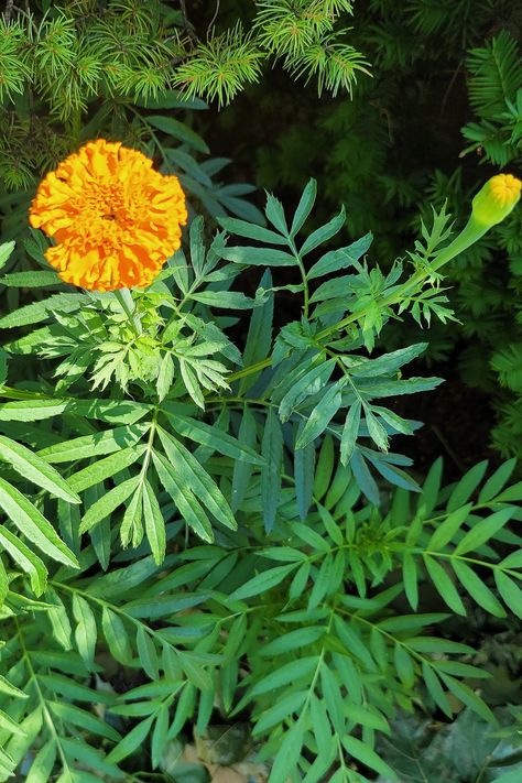 Marigold Leaves, Pictures Of Leaves, Orange Marigold, Marigold Flower, Orange Flower, Patch Design, Orange Flowers, Painting Acrylic, Planting Flowers