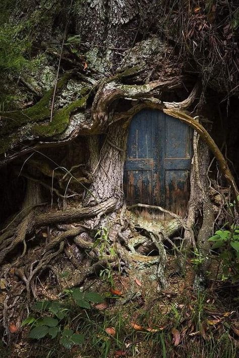 Faerie Door, Tree Door, Dark Fairytale, Medieval Woman, Trees Landscape, Mystical Places, Unique Trees, Fairy Doors, Fantasy Places