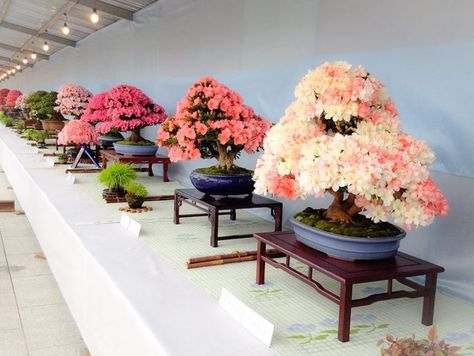 Satsuki Azalea Bonsai festival Bonsai Azalea, Azalea Bonsai, Bonsai Pruning, Bonsai Tree Types, Bonsai Soil, Bonsai Styles, Bonsai Flower, Indoor Bonsai, Bonsai Art