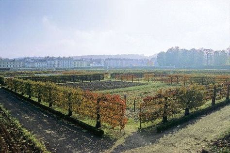 An espaliered fence | Versailles Espalier Fruit Trees, Tree Fence, The Palace Of Versailles, Green Fence, Front Yard Fence, Farm Fence, Veg Garden, Palace Of Versailles, Fruit Tree