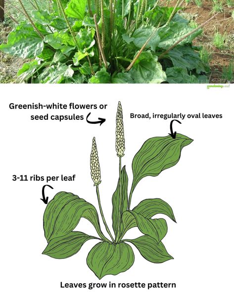 Plantain Benefits, Small Fruit Trees, Natural Diuretic, Flower Spike, Gardening Advice, Organic Living, Medicinal Plants, Natural Living, Growing Vegetables