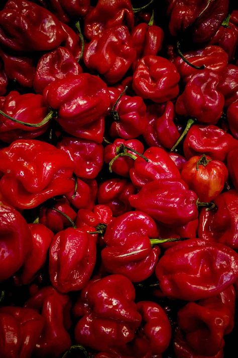 Pepper Aesthetic, Chili Plant, Types Of Chili Peppers, Cross Pollination, Habanero Chili, 5 Gallon Buckets, Fruit Shape, Carolina Reaper, Hot Sauce Recipes