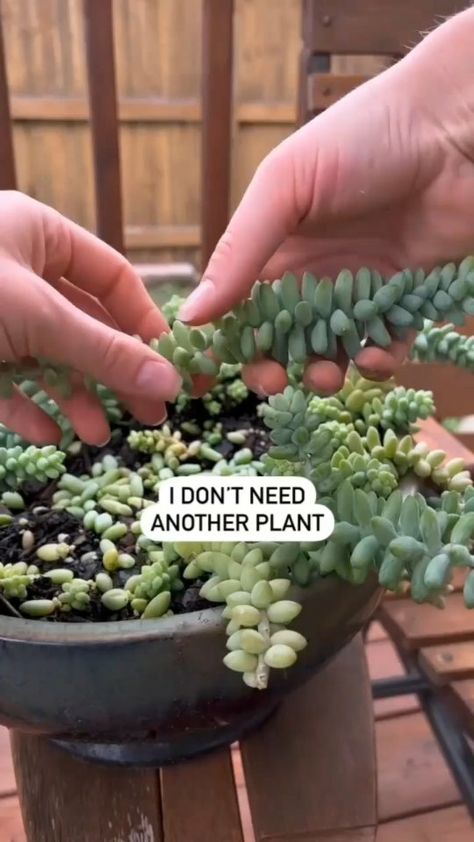 plantcultivation on Instagram: 🌱One way to propagate your Donkey Tail Succulent! Simply remove the “petals” from a mature plant and sprinkle them on top of the soil.… Donkey Tail Succulent, Plant Goals, Trailing Plants, Succulents Indoor, Plant Collection, The Soil, Urban Jungle, Tropical Plants, Hanging Plants