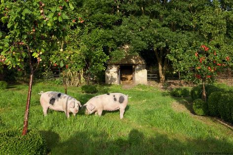 Wouldn't it be nice to have couple pigs in the back yard? Pigs On Farm, Pig Sty Ideas, Pig Farm Aesthetic, Pig Sty Design Ideas, Garden With Animals, Bunny Guinness, Pig Sty, Cottage Nature, Pigs Farm