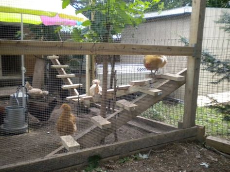 Chicken Run Playground Ideas, Chicken Run Playground, Chicken Playground Ideas Diy, Chicken Jungle Gym, Chicken Playground Ideas, Chicken Mansion, Chicken Playground, Owning Chickens, Dream Estate