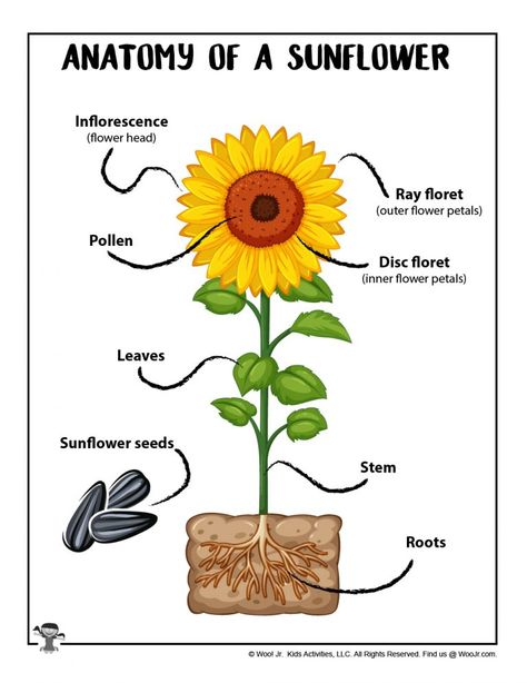 Sunflower Activity Pages for Kids | Woo! Jr. Kids Activities : Children's Publishing Montessori Sunflower Activities, Katie And The Sunflowers Activities, Sunflower Activity For Kids, Parts Of A Sunflower Preschool, Sunflower Science Preschool, Sunflower Projects For Kids, Preschool Sunflower Theme, Sunflower Theme Preschool, Sunflower Crafts For Kids Preschool