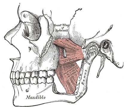 The Muscles of Mastication - Human Anatomy Migraine Pressure Points, Anatomy Head, Tmj Relief, Natural Migraine Relief, Anatomy Medical, Joints Pain Remedy, Jaw Pain, Migraine Relief, Joints Pain Relief