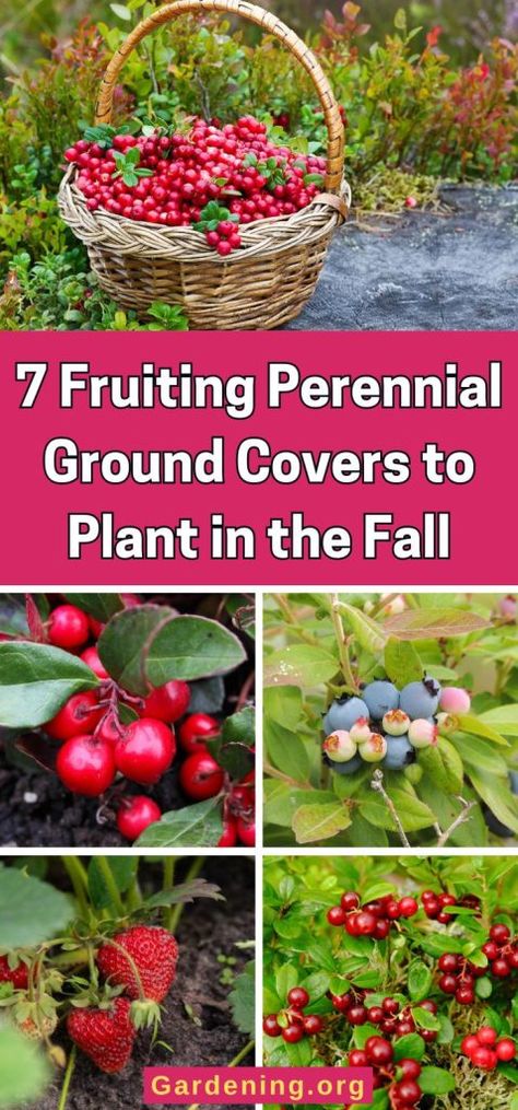 Perennial Ground Cover, Diy Compost, Fall Planting, Ground Covers, Fruit Benefits, Plant Diseases, Edible Landscaping, Strawberry Plants, Houseplants Indoor