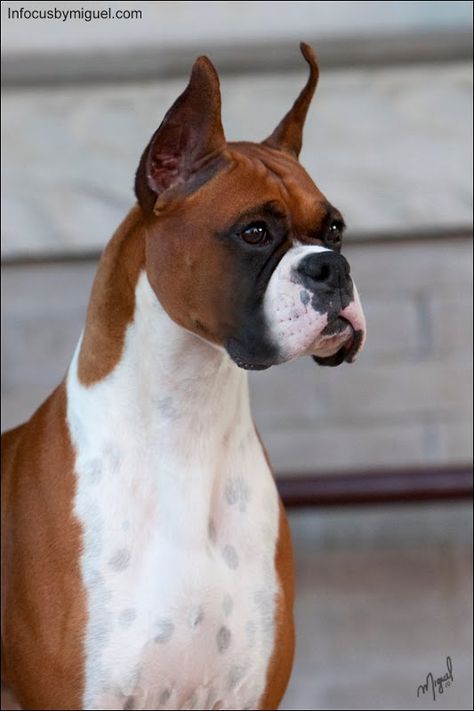 champion windfall brookwood Dog Reference, American Boxer, Water Rescue, Group 2, Best Dog Breeds, Large Dog Breeds, Boxer Dogs, Dog Show, Working Dogs