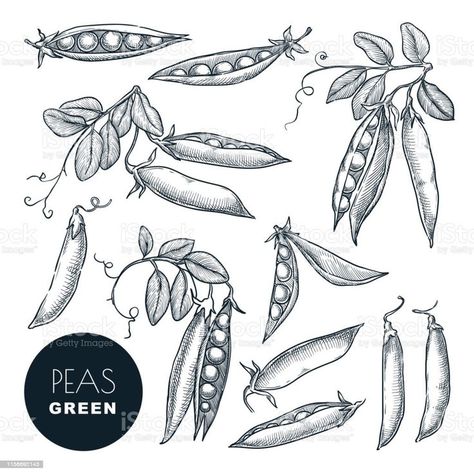 Pea Plant Drawing, Peas Illustration, Pea Drawing, Three Sister Tattoos, Koch Tattoo, Vegetable Tattoo, Small Fish Tattoos, Studio Ghibli Crafts, Dog Drawing Tutorial