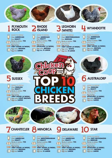 Chicken Types, Laying Chickens Breeds, Best Egg Laying Chickens, Laying Chickens, Egg Laying Chickens, Laying Hens, Raising Backyard Chickens, Keeping Chickens, Building A Chicken Coop