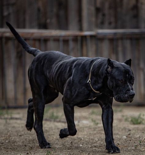 Presa Canario Mastiff, Presa Canario Puppy, Brindle Dog, Top Facts, Mastiff Dog Breeds, Fit Dogs, Animals Tattoo, Bully Breeds Dogs, Presa Canario