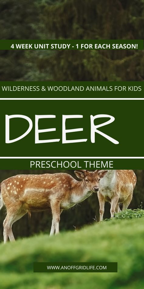 Use this free 4-week preschool deer theme unit study to teach your 3-6 year olds about deer through all four seasons. #homeschoolpreschool #unitstudy #homeschool Deer Unit Study, Preschool Deer Activities, Deer Activities For Preschool, Deer Crafts Preschool, Mouse Deer, Winter Lesson Plan, Deer Theme, Hunting Themes, Homeschool Board