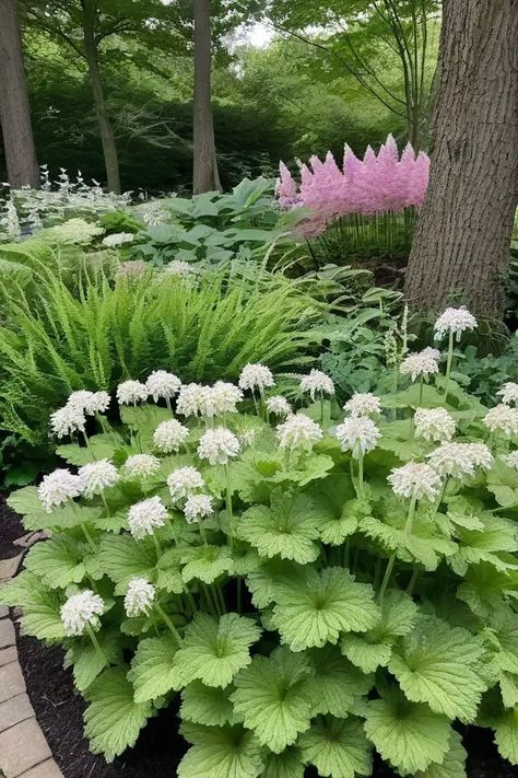 12 Best Perennial Plants For Shade Shade Gardening Ideas, Little Henry Sweetspire, Zone 3 Shade Perennials, Shade Border Garden Plan, Shade Perennials Under Tree, Plants For Side Of House, Full Shade Landscaping, Shady Backyard Landscaping, Shade Garden Design Layout