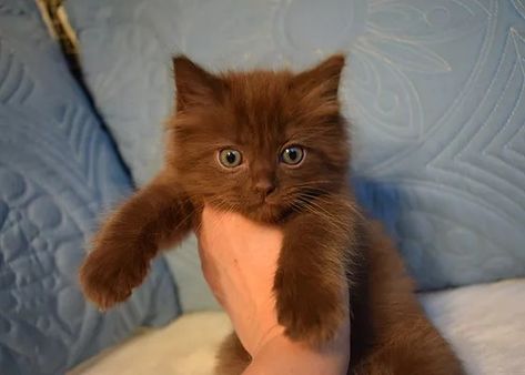 This Wisconsin breeder has begun breeding ultra rare Ragdoll colors: Cinnamon and Fawn. Cinnamon is a reddish brown color and Fawn is a dilute of cinnamon. Beautiful. Brown Kitten, Chocolate Cat, Ragdoll Kittens For Sale, Ragdoll Kittens, Dream's Cat, Rare Cats, Cute Small Animals, Kittens For Sale, Ragdoll Kitten