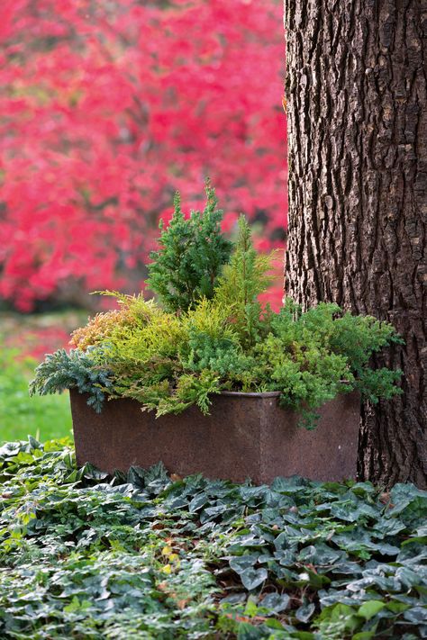 Evergreen Potted Plants, Homes In Ireland, Flower Combinations, Asian Plants, Thuja Occidentalis, Early Spring Flowers, Evergreen Garden, Front Yard Fence, Evergreen Plants