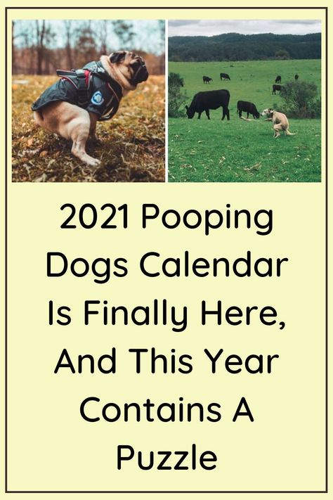 2021 Pooping Dogs Calendar Is Finally Here, And This Year Contains A Puzzle Pooping Dog, September Images, Funny Calendars, Bodega Cat, Dog Calendar, Amazing Tattoos, Dangerous Animals, Dog Help, Dogs Pooping