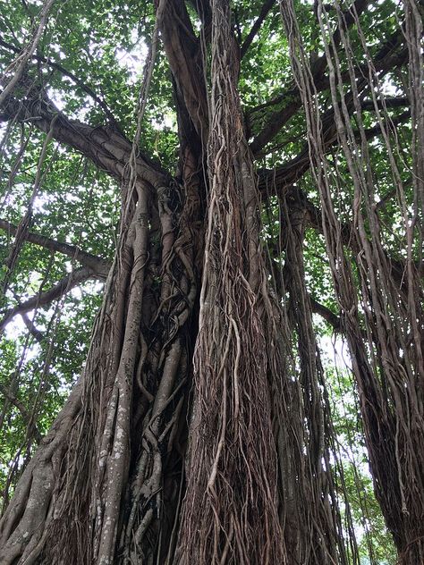 Indian banyan Tree in Kodungallur Temple, Kerala, India Tiger Attitude, Water Drop Images, Tiger Quotes, Angry Quote, Angry Tiger, Funny Tiger, Quotes Strength, Brave Quotes, Sumatran Tiger