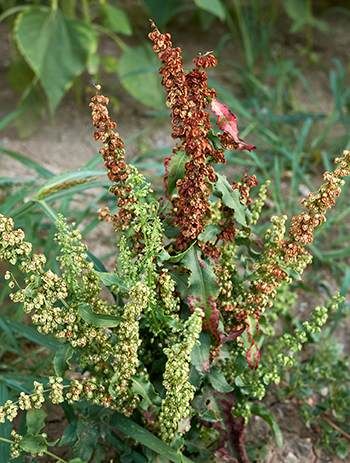 Curly Dock - The Lost Herbs Curly Dock, Yellow Dock, Medicinal Wild Plants, Medicinal Weeds, Edible Weeds, Wild Foraging, Herbs And Plants, Wild Food Foraging, Wild Herbs