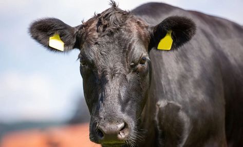 Wagyu beef is special and tastes amazing. But have you ever wondered how is Wagyu beef raised? It’s… Wagyu Cow, Calving Season, Aberdeen Angus, Kobe Beef, Holstein Cows, Dairy Cattle, Wagyu Beef, Dairy Cows, Limousin