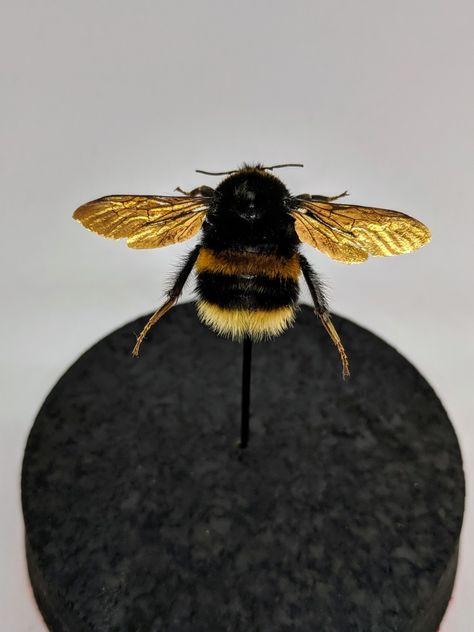 taxidermy bumble bee with gilt wings in a glass display dome Bee Taxidermy Art, Bee Taxidermy, Pathetic Aesthetic, Bug Taxidermy, Natural Artwork, Crafts With Glass Jars, Glass Dome Display, Art Walls, Taxidermy Art