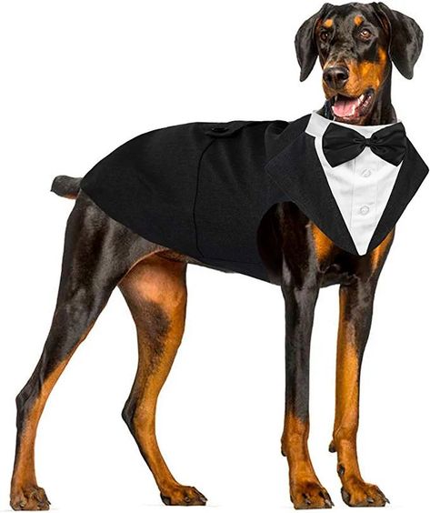 The suit costume is the ideal costume to show of at the next Party or event Formal Dog, Elegant Dog, Dog Wedding Attire, Mini Pinscher, Dog Tuxedo, Bow Tie Shirt, Bandana Bow, Formal Tuxedo, Dog Suit