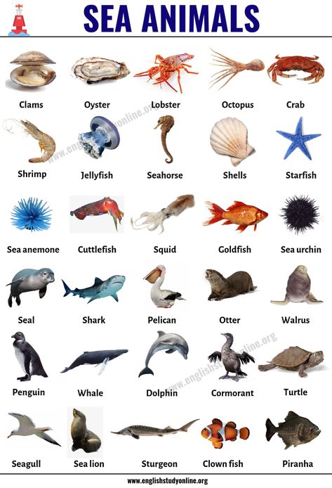 Sea Animals: List of 30+ Popular Sea Animals with ESL Pictures - English Study Online Sea Animals For Preschoolers, Sea Animals Pictures, Animals Name With Picture, Animals Name List, English Animals, Animal List, Cute Sea Animals, Animals List, अंग्रेजी व्याकरण