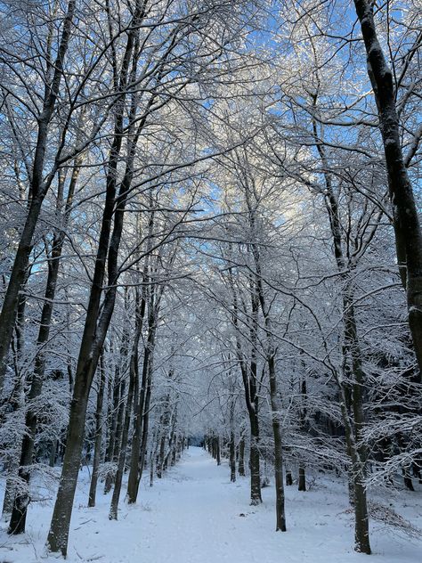 Snow On Trees Aesthetic, Snow Aesthetic, Snow Covered Trees, Bare Tree, Forest Path, Ice Princess, Winter Forest, Winter Pictures, Snow Winter