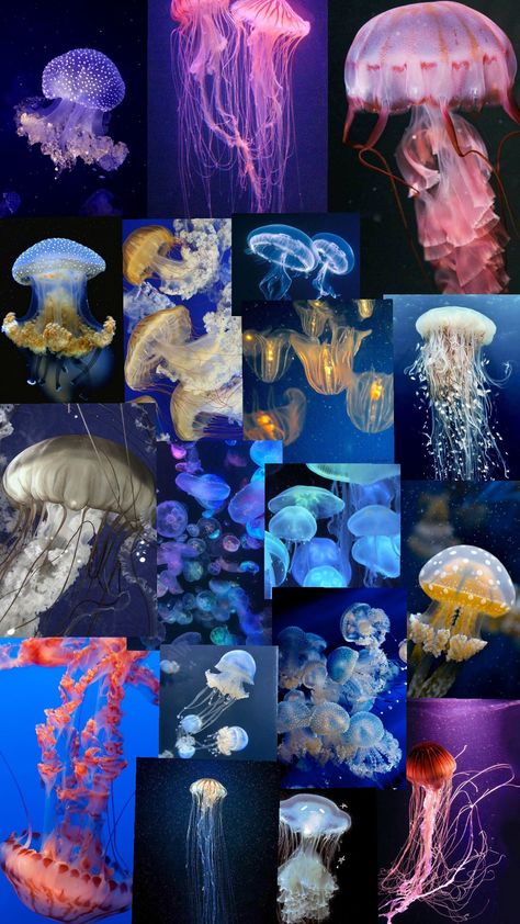 jellyfish Different Types Of Jellyfish, Types Of Jellyfish, Diy Jellyfish, Animals And Nature, Jellyfish, Different Types, Fort, Animals, Quick Saves