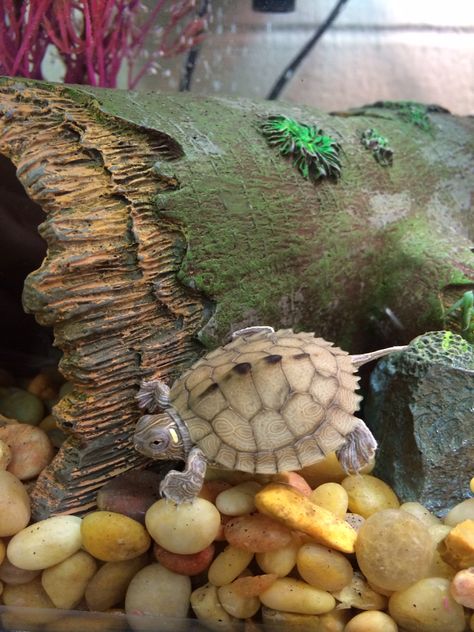 Baby turtle. Mississippi map turtle Mississippi Map Turtle, Turtle Aquarium, Map Turtle, Turtle Habitat, Turtle Time, Baby Sea Turtles, Turtle Pond, Pet Turtle, Aquatic Turtles