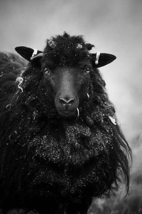 Blairgowrie Scotland, Sheep Photography, Creative Vision Boards, King Bee, The Lost Sheep, Wild Animals Pictures, Black White Photography, White Photos, Black Sheep