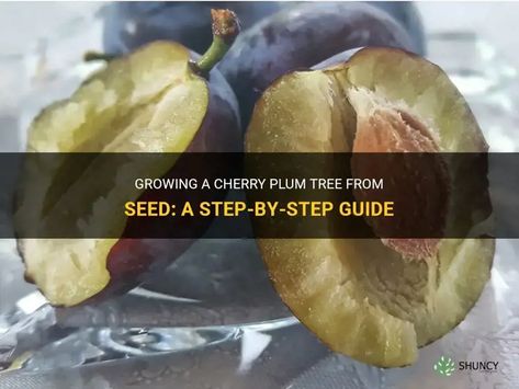 Growing A Cherry Plum Tree From Seed: A Step-By-Step Guide Cherry Plum Tree, How To Grow Cherries, Cherry Plum, Garden Hacks, Plum Tree, How To Grow, Fresh Fruit, Step Guide, The Process