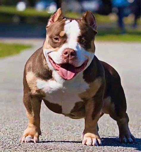 We aim for the bottom of the pocket class w/Extreme Features, but sometimes we’re blessed with beautifully structured #micros Show Quality frames on bulls under pocket height requirements (ABKC) Still extremely impressive dogs. If I were a micro bully breeder, this would be what I’d be aiming for 🎯 Check out some of these micro King V kids 💫 https://texassizebullies.com 📲 Text: 832.452.0898 www.venomlinebullies.com #venomline #pocketbully #microbully #Americanbullyofficial #bullylov... Micro Bully, King V, Pocket Bully, American Bully, Dogs, Quick Saves