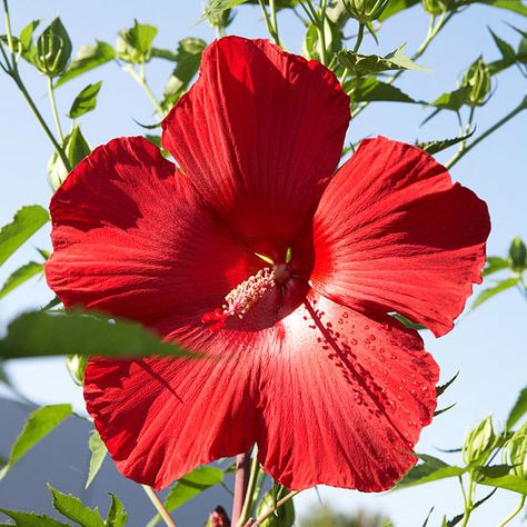 Looking for plants that can withstand the tough Texas heat and dry soil? Our top picks for tough plants include Lacey Oak, Texas Gold and Hibiscus. They will add color to your flower garden and survive throughout the summer. South Texas Landscaping, Texas Landscaping, Texas Plants, Texas Garden, Texas Native Plants, Backyard Garden Layout, Garden Layout Vegetable, Deer Resistant Plants, Texas Gardening