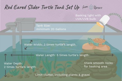 Red Eared Slider Tank, Turtle Setup, Pet Turtle Care, Red Ear Turtle, Aquatic Turtle Tank, Yellow Bellied Slider, Turtle Tank Setup, Turtle Terrarium, Red Eared Slider Turtle