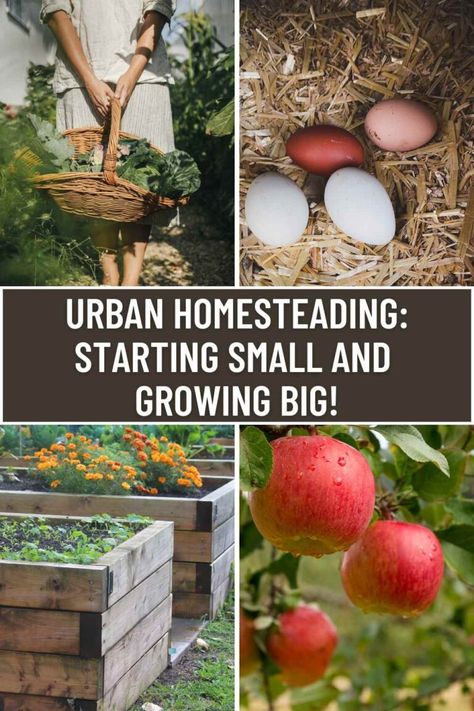 Chatting About Urban Homesteading With Guest Sherry Willis 3 Small Urban Homestead, Homestead Urban, Homestead In Suburbs, Raising Goats, Urban Homesteading, City Limits, Small Town, Wyoming, Small Towns