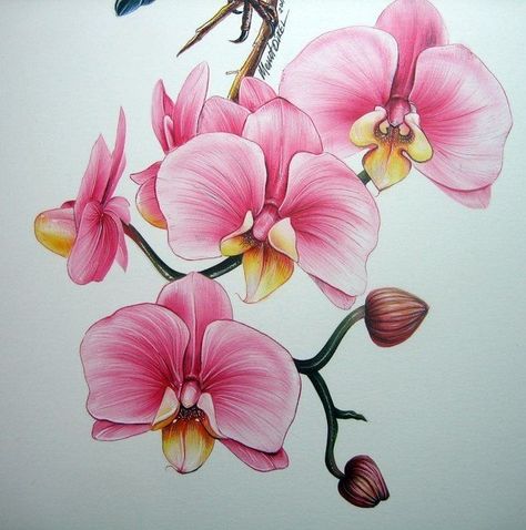 Orchid Drawing, Orchids Painting, Colored Pencil Artwork, Flower Art Drawing, Botanical Painting, 자수 디자인, Flower Prints Art, Color Pencil Art, Color Pencil Drawing