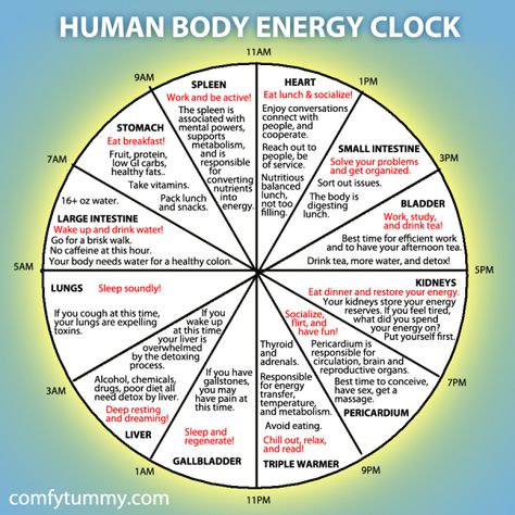 Chinese Body Clock, Body Clock, Healthy Facts, Human Design System, Energy Medicine, Holistic Lifestyle, Homeopathic Medicine, Body Energy, Circadian Rhythm