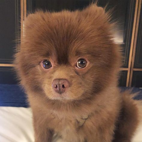 Brown Pomeranian, Cute Pomeranian, Bear Dog, Teacup Puppies, Four Legged, Animal Kingdom, Animals Beautiful, Dog Love, Cute Puppies