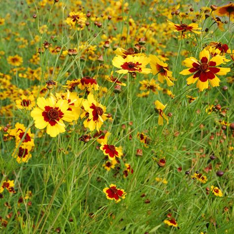 Plains Coreopsis, Coreopsis Tinctoria, Backyard Corner, Wildflower Patch, Tickseed Coreopsis, Banana Seeds, Lily Seeds, Northwest Landscaping, Gardens Of The World