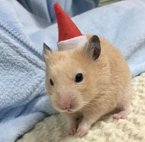 This hamster ready for Christmas http://ift.tt/2i2Xfzw Hamster Christmas, Christmas Hamster, Ready For Christmas, Cute Stuffed Animals, Preppy Outfit, Hamsters, Rats, Stuffed Animals, Cute Animals