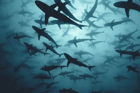 34 Pics Cruising For A Perusing - Wtf Gallery Shark Header, Aquarium Gif, Waves Gif, Sea Gif, Shark Banner, Shark Gif, Swimming Gif, Ocean Gif, Water Gif