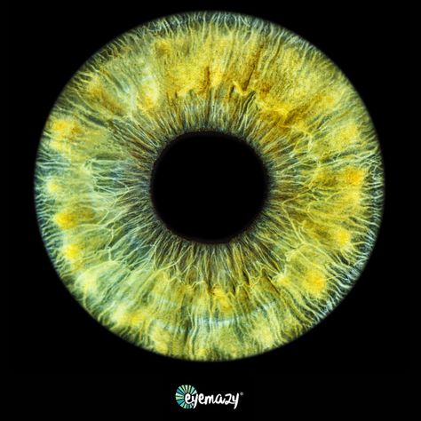 Catch a glimpse of our stunning iris of the week, showcasing the rare beauty of green eyes! Only 2% of the world is lucky enough to rock this gorgeous hue 💚👀 #IrisOfTheWeek #irisphotography #photographylondon #hiddengem #london #londonexperience #thingstodoinlondon Yellow Green Eyes, Eye Iris, Dark Green Eyes, Iris Eye, Green Eye, Things To Do In London, Rare Beauty, London Photography, Green Eyes