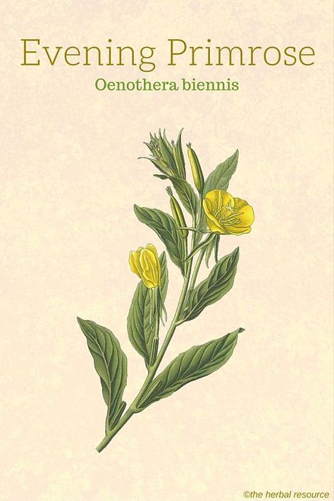 Evening Primrose Herb (Oenothera biennis) Evening Primrose Benefits, Short Sleeve Swimsuit, Herb Gardening, Herbal Plants, Sleeve Swimsuit, Herbal Apothecary, Healing Plants, Herbal Healing, Wild Edibles