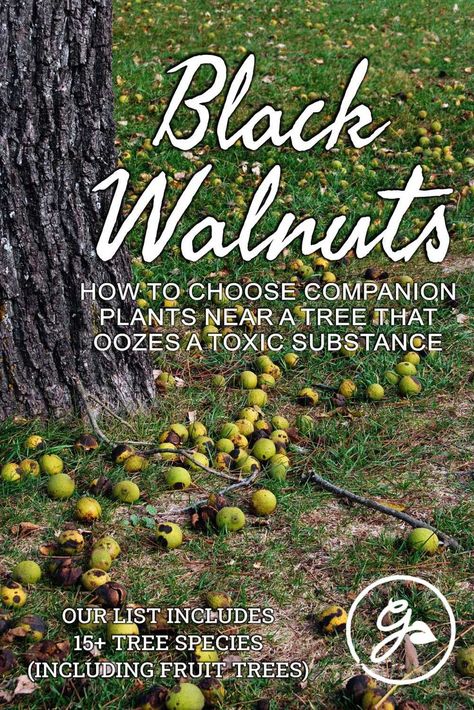 Walnut Tree Landscaping, Walnut Tree Garden, Walnut Tree Guild, Black Walnut Tree Gardening, Pecan Trees Growing, Growing Pecan Trees, Backyard Orchard, Historical Food, Walnut Flooring