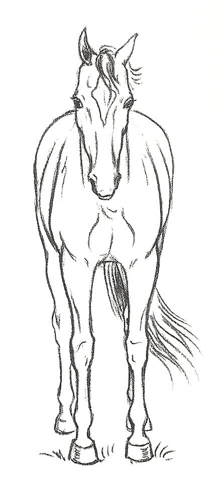 Face Side View Drawing, Horse Judging, Horse Doodle, Horses Drawing, Side View Drawing, Clipart Animals, Horse Art Drawing, Horses Art, Horse Cartoon