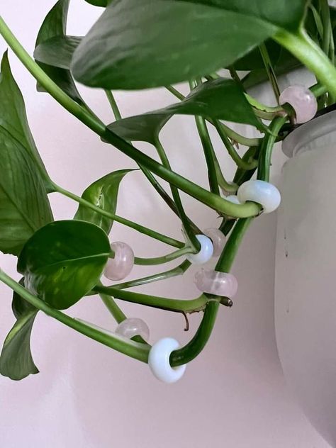 Beads On Plants, Plant Beading, Diamond Centerpiece, Plant Goals, نباتات منزلية, Plant Care Houseplant, Plant Jewelry, Cerámica Ideas, Plant Decor Indoor