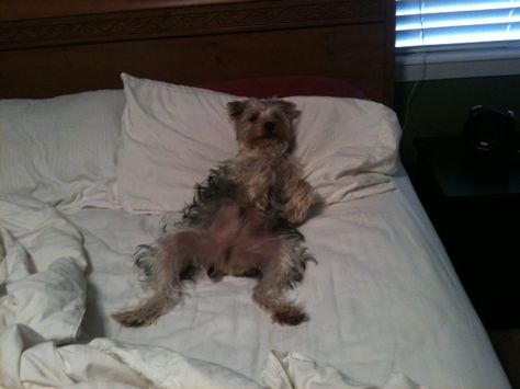 Modest Yorkie Max laying in bed like he owns it. Laying In Bed Reaction Pic, Laying In Bed Meme, Bed Meme, Laying In Bed, Dog Runs, Under Bed, Dog Memes, Adorable Animals, Four Legged